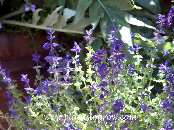 Salvia Blue Denim (Salvia viridis)
The colorful bracts are the main feature of this plant.